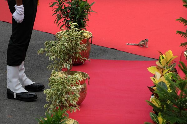 El jefe de Estado también rindió homenaje a héroes de la lucha de liberación nacional la India, entre ellos Mahatma Gandhi y Sri Aurobindo. En la imagen: una ardilla en una alfombra roja desplegada para el jefe de Gobierno de la India, Narendra Modi. El jefe de Estado también rindió homenaje a héroes de la lucha de liberación nacional la India, entre ellos Mahatma Gandhi y Sri Aurobindo. En la imagen: una ardilla en una alfombra roja desplegada para el jefe de Gobierno de la India, Narendra Modi. - Sputnik Mundo