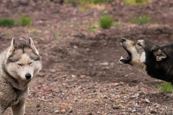 La ciudad rusa de Barentsburg, que existe gracias a la minería del carbón y el turismo, tiene una guardería, una escuela, un hospital, un puerto, una iglesia y edificios de apartamentos.En la foto: perros de raza husky en la perrera de la ciudad de Barentsburg, en la isla de Svalbard. - Sputnik Mundo