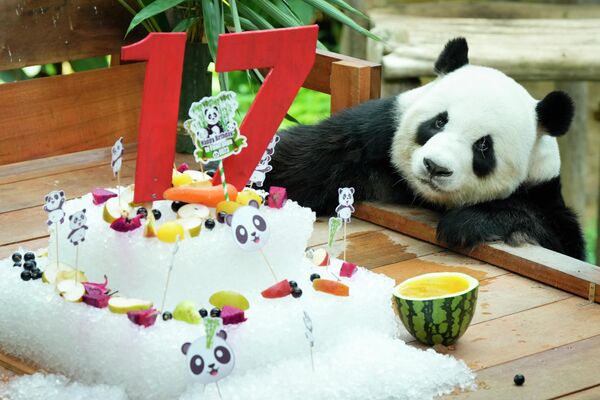 El panda gigante Xing Xing celebra su 17 cumpleaños en el Zoológico Nacional de Kuala Lumpur, Malasia. El panda gigante Xing Xing celebra su 17 cumpleaños en el Zoológico Nacional de Kuala Lumpur, Malasia. - Sputnik Mundo