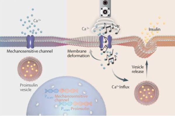 
La música sintoniza la liberación celular de insulina para controlar la diabetes en tiempo real - Sputnik Mundo