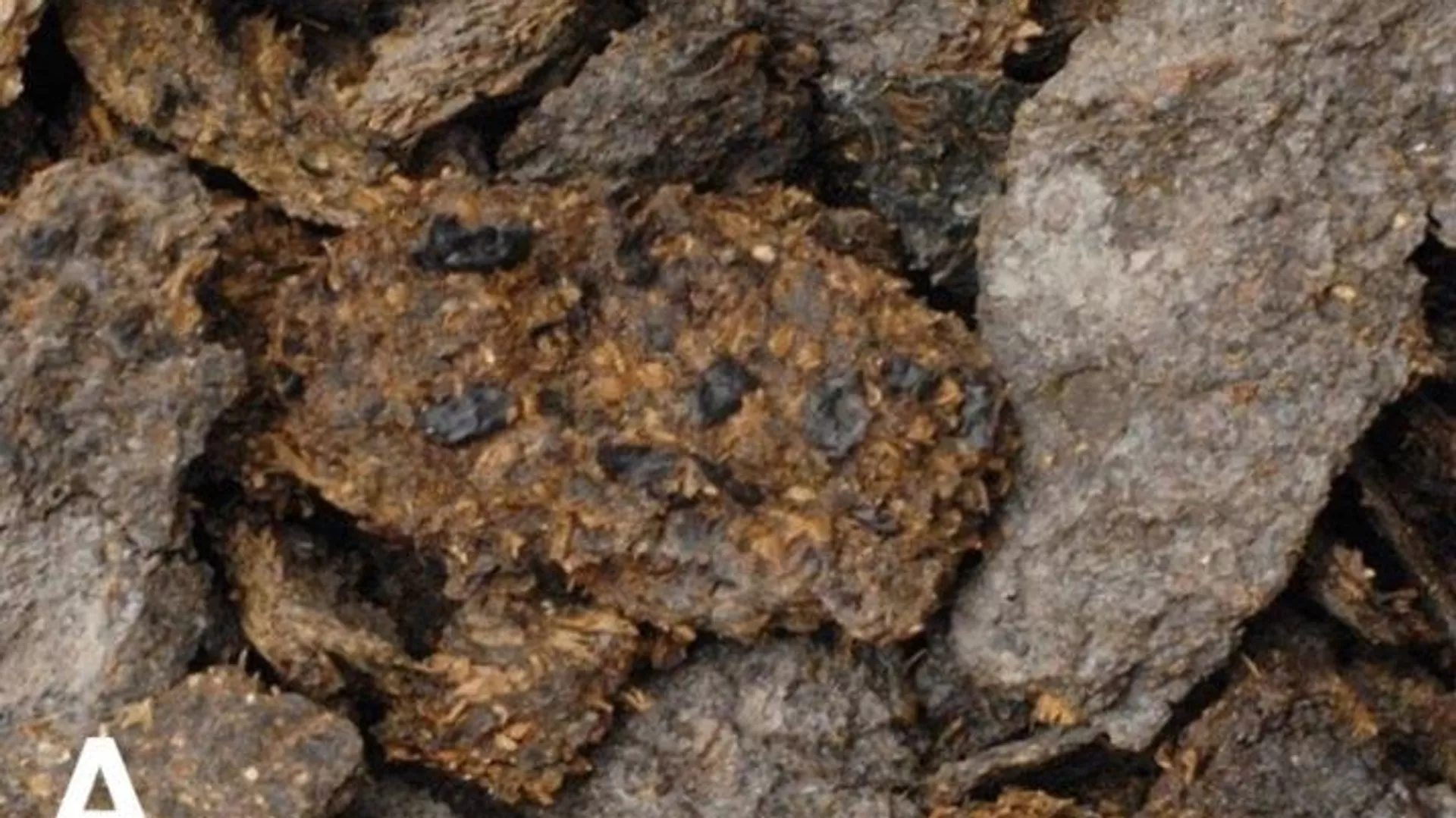 Coprolitos incrustados en el suelo