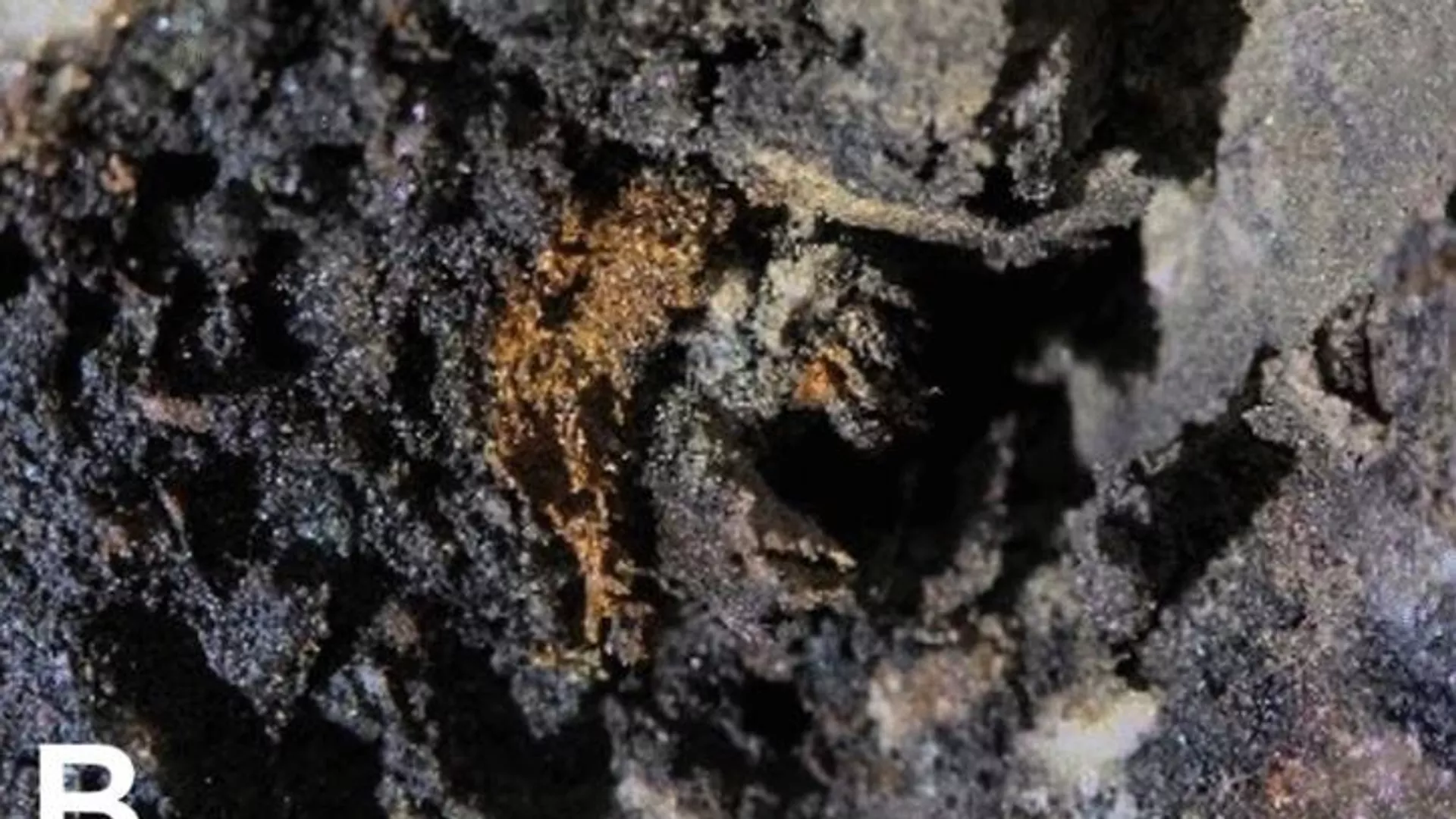 Coprolitos incrustados en el suelo. 