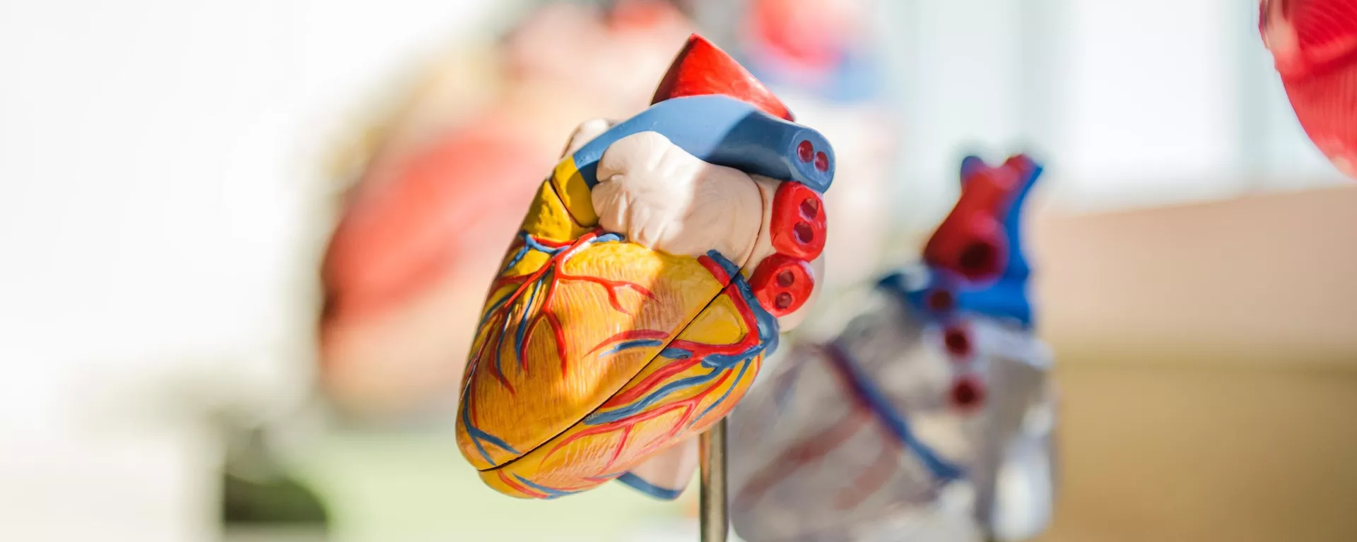 Un modelo de corazón Un modelo de corazón - Sputnik Mundo, 1920, 01.09.2024