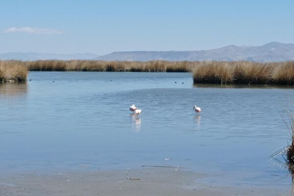 Baja el nivel de agua en el lago Titicaca - Sputnik Mundo