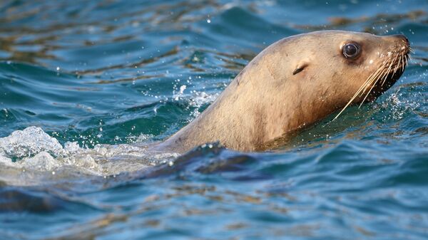 Una foca (referencial)  - Sputnik Mundo