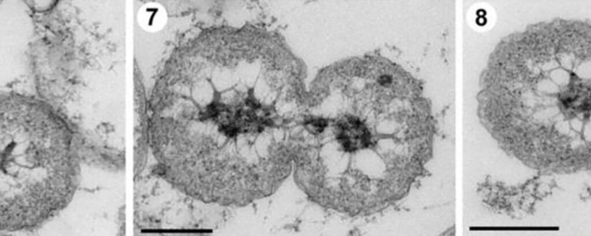 Las nuevas especies bacterianas están multiplicándose. - Sputnik Mundo, 1920, 04.09.2023