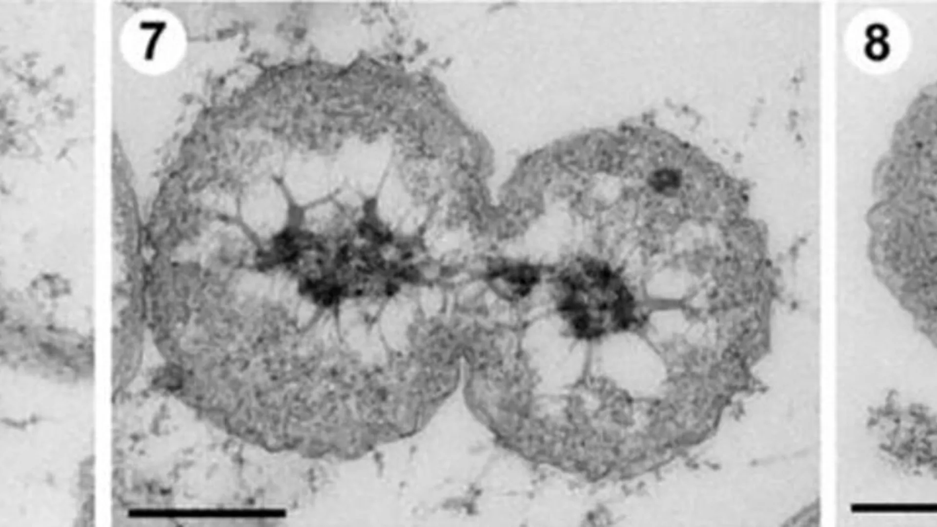 Las nuevas especies bacterianas están multiplicándose.