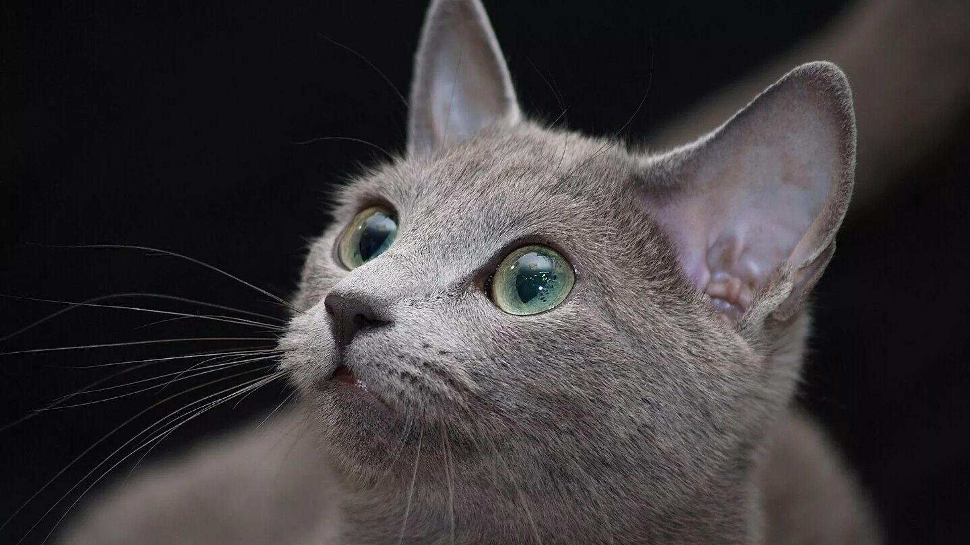 Gato azul ruso