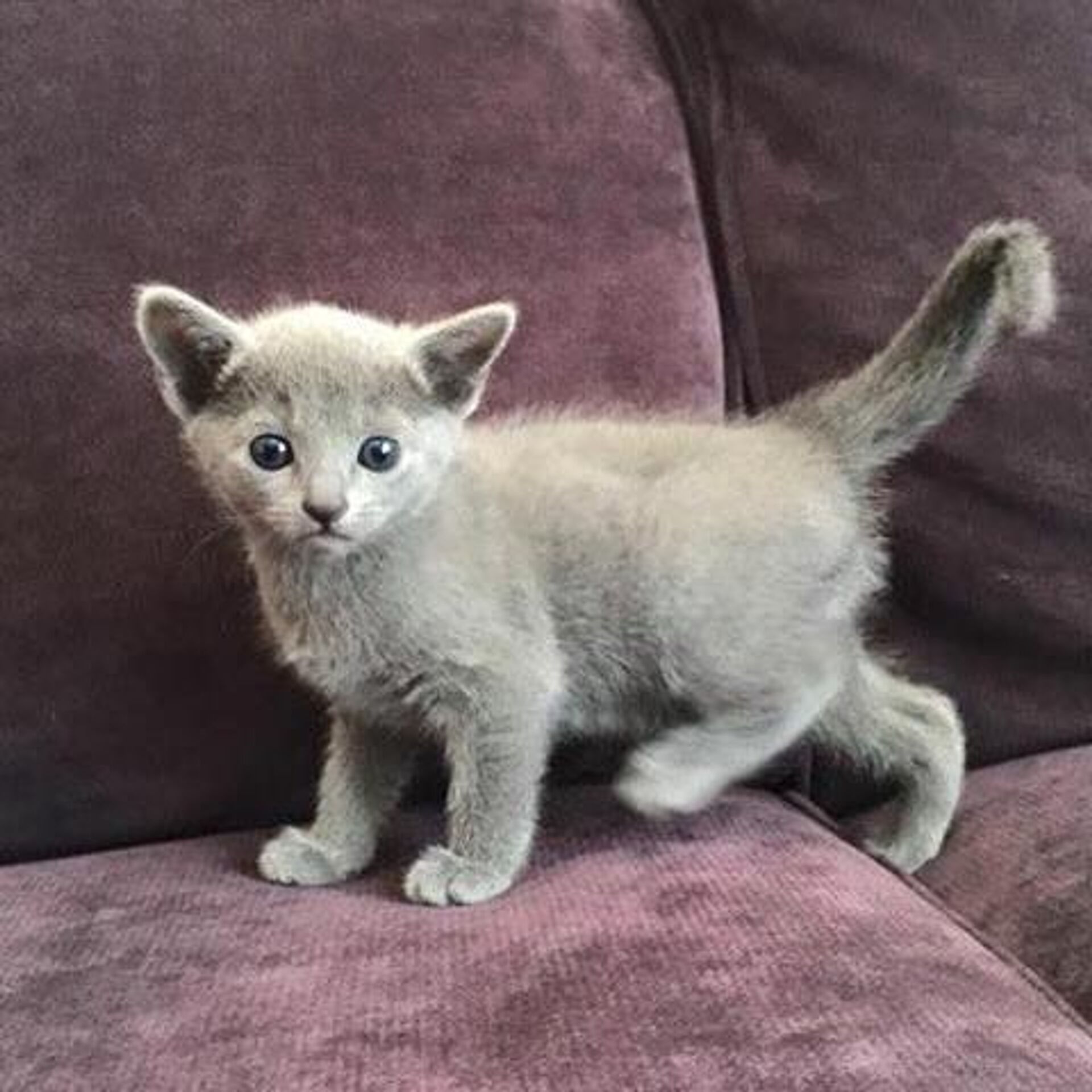 Gatito de 2 meses de la raza azul ruso - Sputnik Mundo, 1920, 11.09.2023