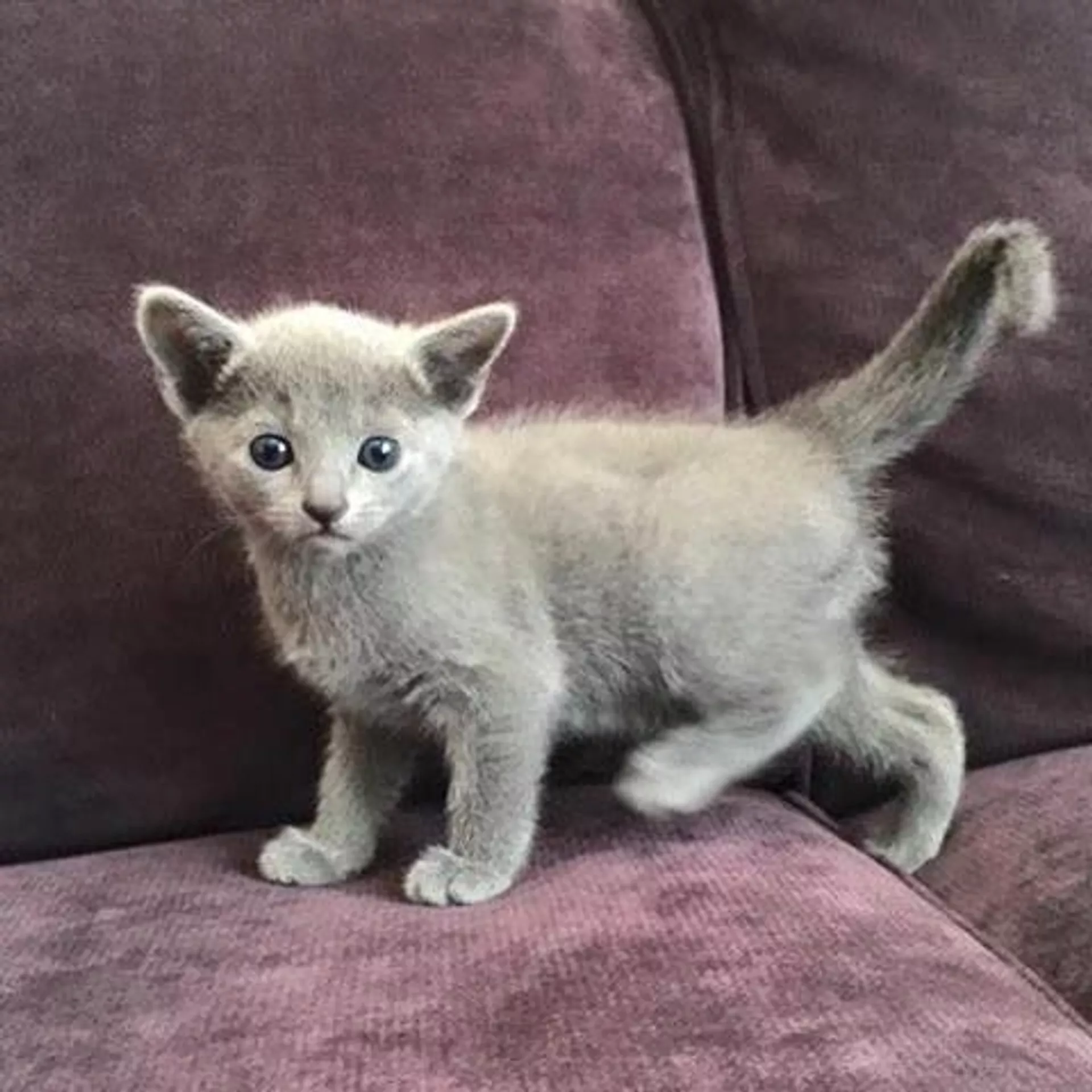 Gatito de 2 meses de la raza azul ruso - Sputnik Mundo, 1920, 11.09.2023