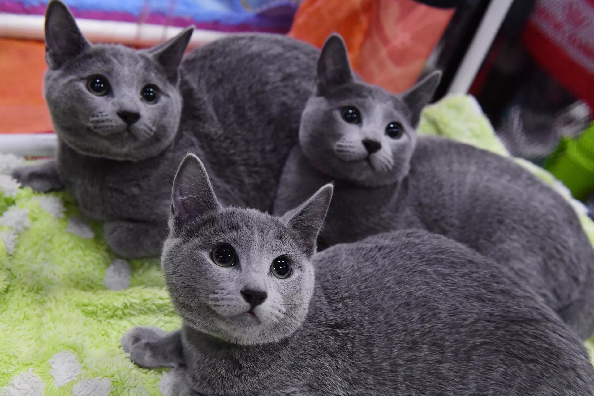 Gatos de la raza azul ruso Gatos de la raza azul ruso