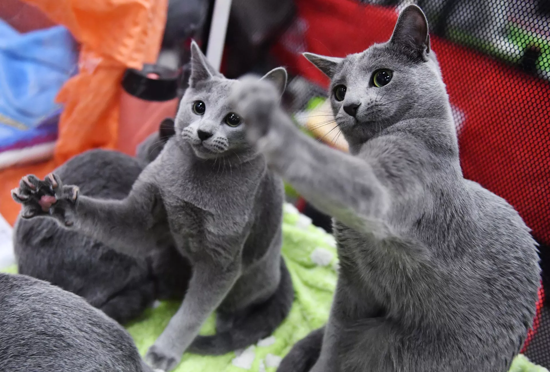 Gatos de la raza azul ruso - Sputnik Mundo, 1920, 11.09.2023