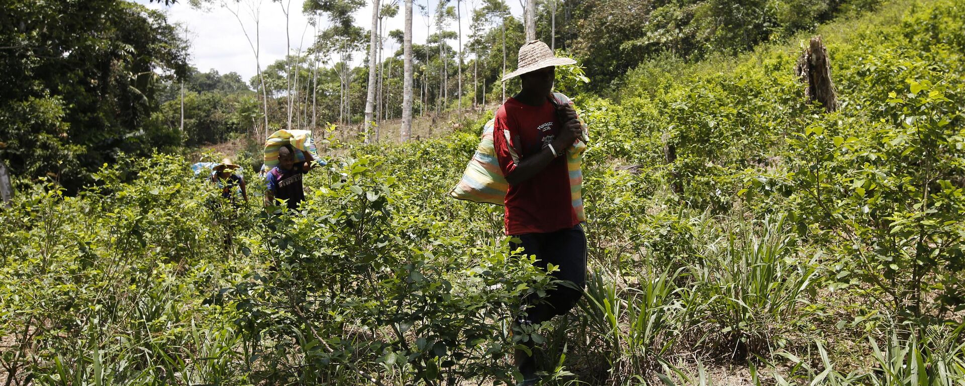 Cultivo de coca en Colombia  - Sputnik Mundo, 1920, 12.09.2023