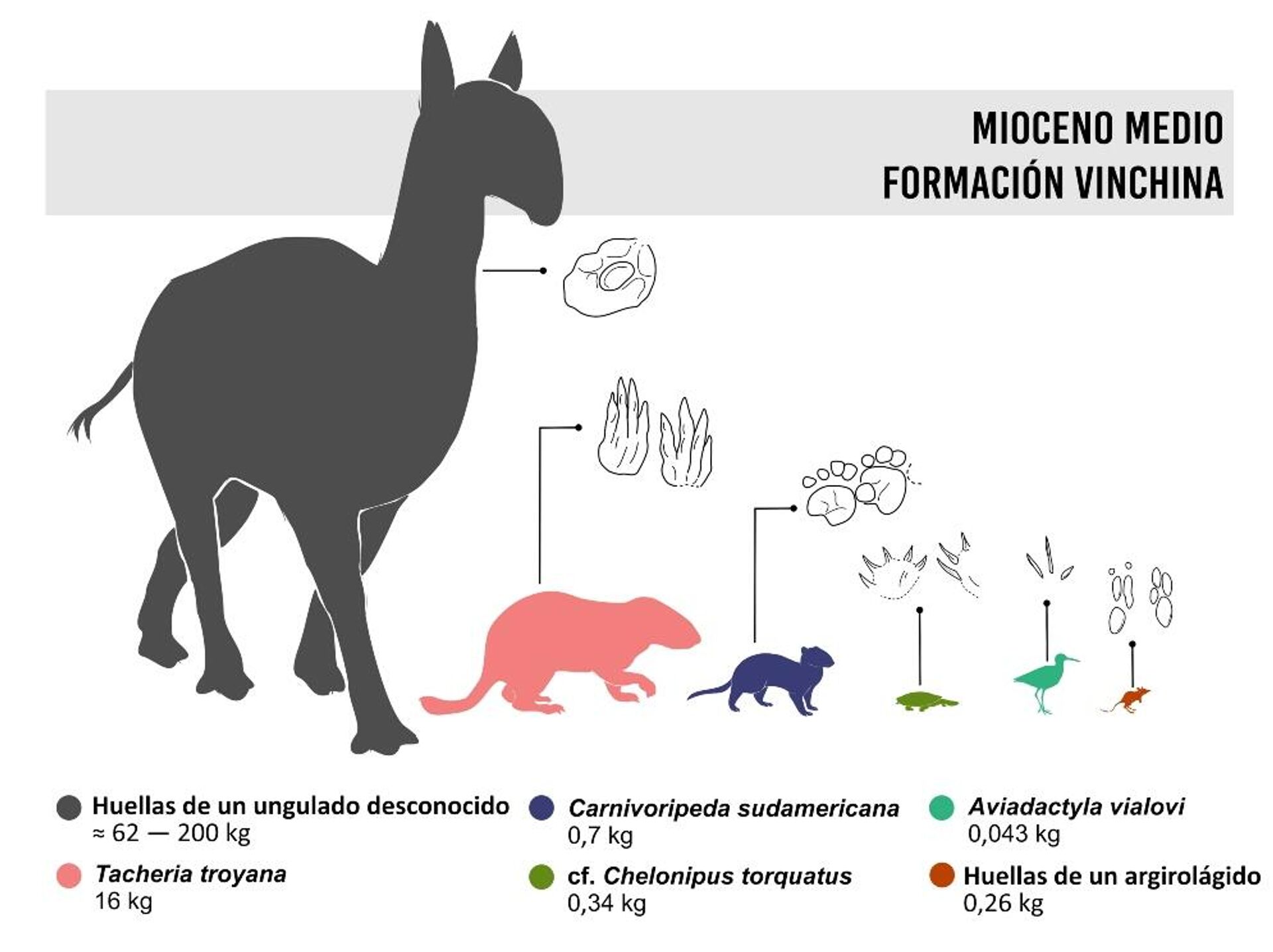 Fósiles de huellas revelan nueva fauna que habitó Argentina hace 15 millones de años - Sputnik Mundo, 1920, 15.09.2023