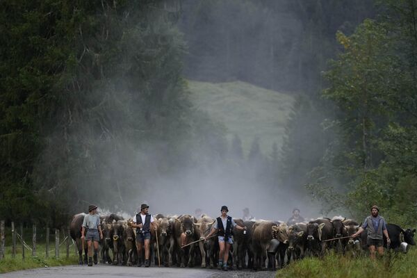 Pastores bávaros conducen a sus animales por una carretera durante el regreso del ganado de los pastos de verano en las montañas cerca de Oberstdorf, Alemania. Pasarán el invierno en un valle cercano. - Sputnik Mundo