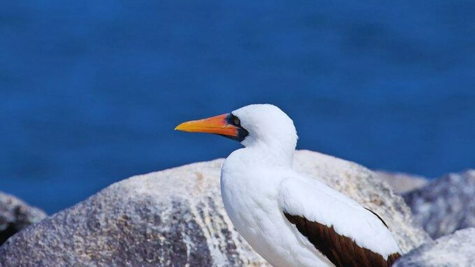 Un pájaro Bobo Enmascarado en las Islas Galápagos. Un pájaro Bobo Enmascarado en las Islas Galápagos. - Sputnik Mundo, 1920, 18.09.2023