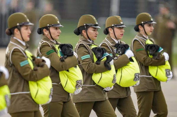 Carabineras chilenas transportan cachorros para ser adiestrados como perros policiales. Carabineras chilenas transportan cachorros para ser adiestrados como perros policiales. - Sputnik Mundo