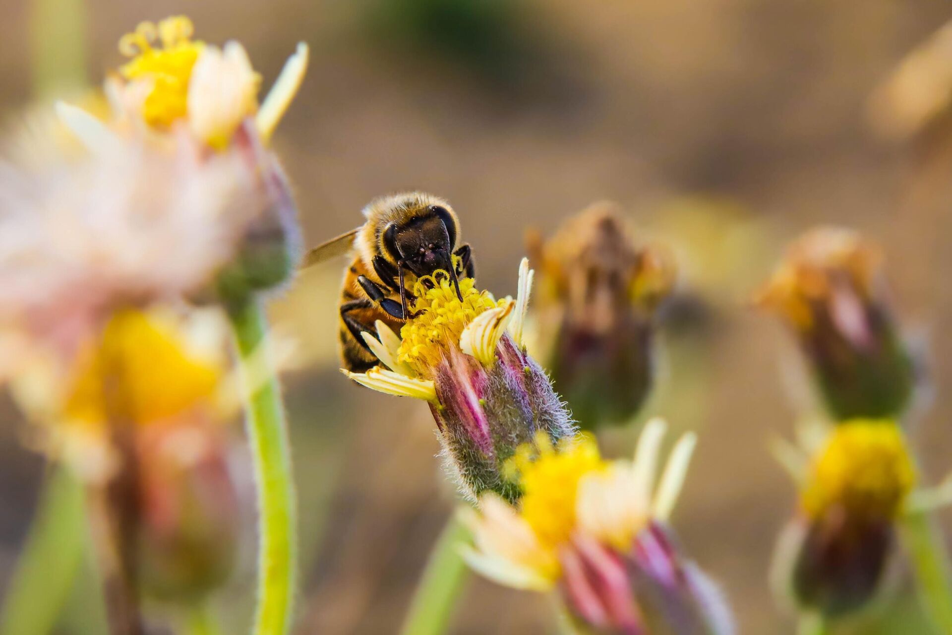 Abeja en una flor  - Sputnik Mundo, 1920, 21.09.2023