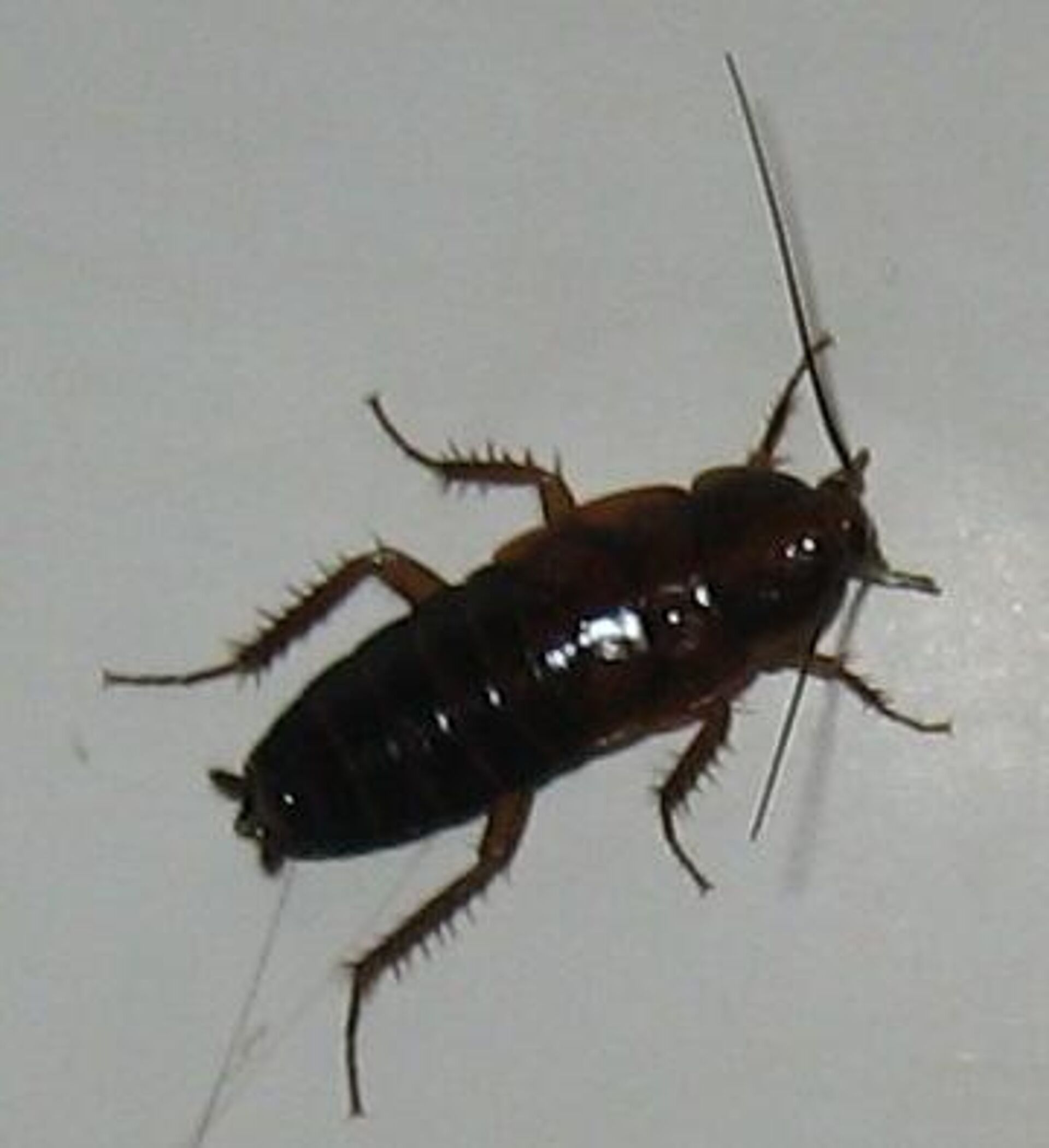 Cucaracha negra (imagen refecencial) - Sputnik Mundo, 1920, 06.10.2023