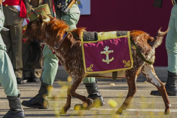 En 1913, el entonces presidente de la Unión Iberoamericana, Faustino Rodríguez San Pedro, propuso una celebración que tendiera puentes entre España e Iberoamérica. Se eligió el 12 de octubre como fecha para la celebración. En la foto: una cabra, mascota de La Legión, unidad de élite de las Fuerzas Armadas españolas, en el desfile militar por la Fiesta Nacional de España. - Sputnik Mundo