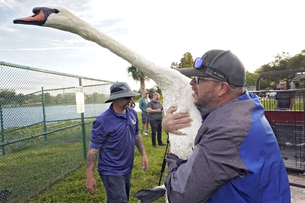 Uno de los cisnes que viven en el lago Morton, en Lakeland, Florida, EEUU, durante la 43.ª revisión médica anual. - Sputnik Mundo