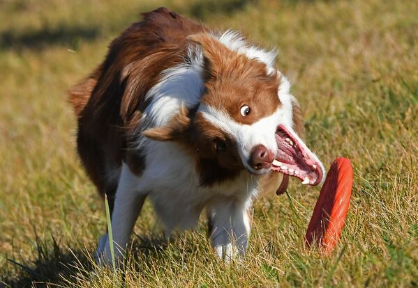 Un perro de la raza border collie actúa en la competición Perro volante en la ciudad de Krasnoyarsk, Rusia. - Sputnik Mundo