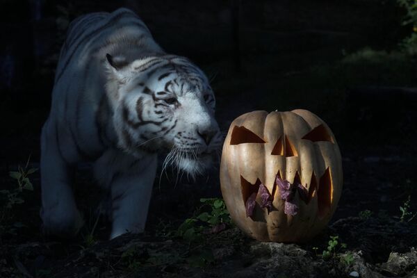 Un tigre de Bengala blanco junto a una calabaza rellena de carne en el zoo de Roma, Italia. - Sputnik Mundo