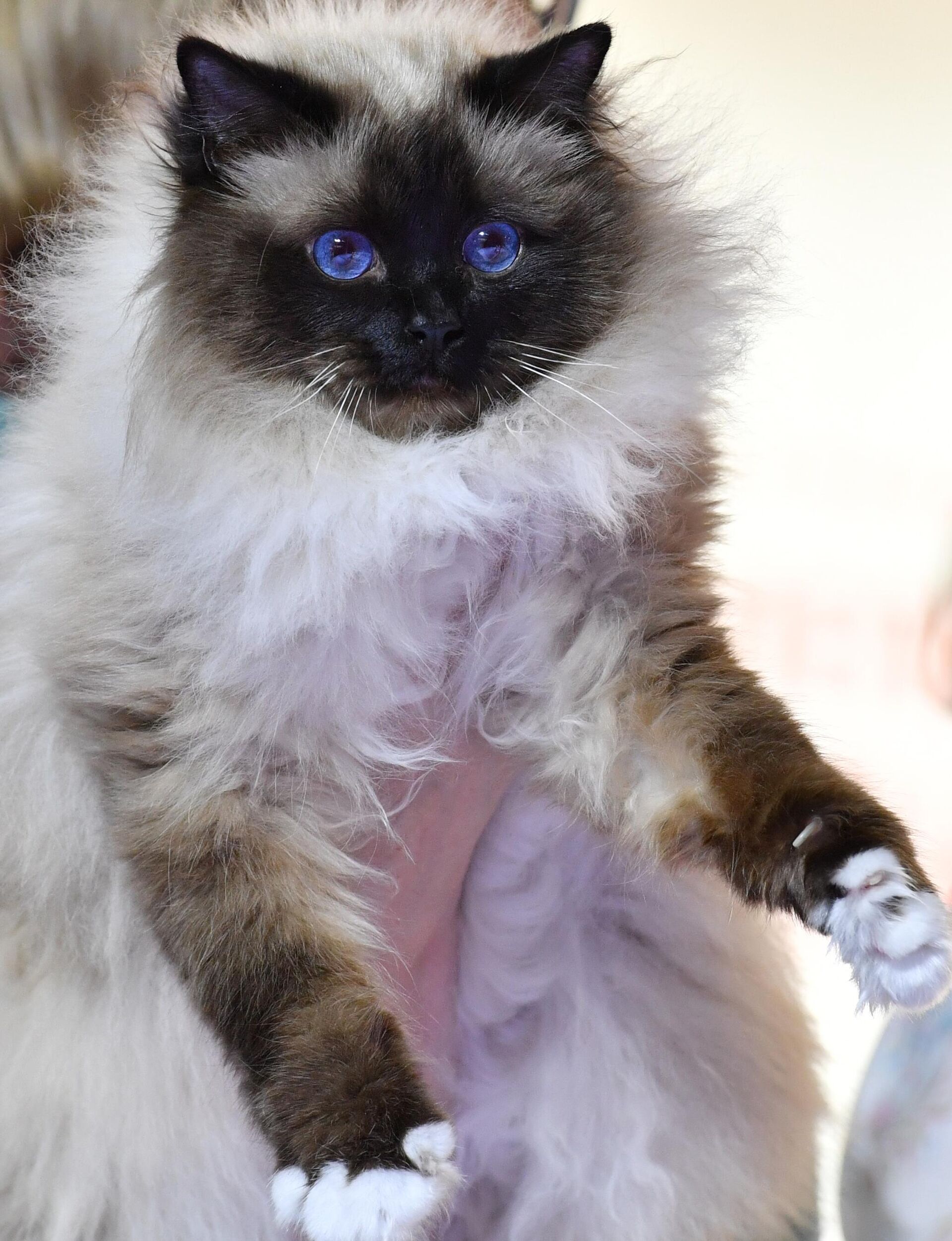 Gato birmano - Sputnik Mundo, 1920, 27.10.2023