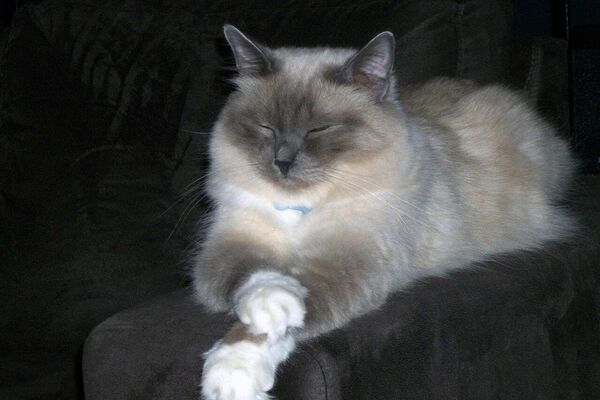 Gato birmano  - Sputnik Mundo