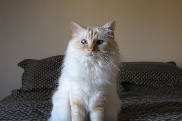 Gato birmano - Sputnik Mundo