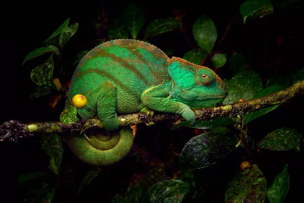 'Calumma oshaughnessyi' del fotógrafo checo Petr Bambousek, muy elogiada en la categoría "Otros animales". 'Calumma oshaughnessyi' del fotógrafo checo Petr Bambousek, muy elogiada en la categoría "Otros animales". - Sputnik Mundo