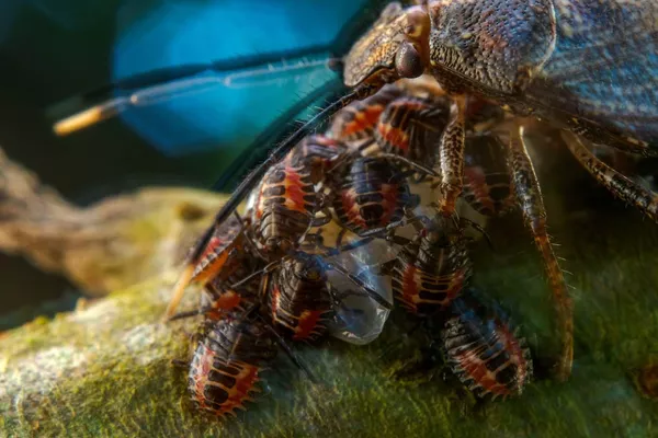 Javier Aznar González de Rueda, de España, resultó ganador general del concurso fotográfico y de un cheque de 3.000 euros. Su foto 'Cuidado maternal', tomada en el Parque Nacional Yasuní en Ecuador, muestra a una hembra de chinche Antiteuchus tripterusover protegiendo a sus crías. Javier Aznar González de Rueda, de España, resultó ganador general del concurso fotográfico y de un cheque de 3.000 euros. Su foto 'Cuidado maternal', tomada en el Parque Nacional Yasuní en Ecuador, muestra a una hembra de chinche Antiteuchus tripterusover protegiendo a sus crías. - Sputnik Mundo