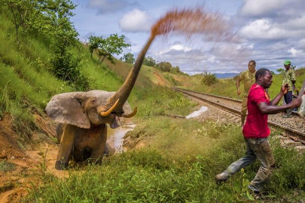 Una imagen de la serie &#x27;Un frágil refugio para los elefantes de la selva&#x27; del fotógrafo holandés Jasper Doest, ganador del Premio Fritz Pölking. Tras recibir un disparo, un elefante macho muestra su frustración al rociar agua con gran enojo a la multitud de transeúntes después de que uno de ellos intentara cortarle la trompa.  Durante la noche, el elefante fue atropellado por un tren. Como no era posible salvar su vida, el director del parque decidió que había que abatirlo y que la carne se distribuiría entre la comunidad de Lopé. Por desgracia, el disparo no mató al elefante y, como solo había una bala disponible, el elefante sigue luchando por su vida. - Sputnik Mundo