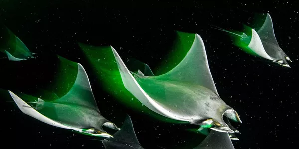 Imagen 'Escuadrón Nocturno' de la fotógrafa británica Catherine Holmes, ganadora de la categoría "Mundo Submarino". Esta imagen fue captada en una tranquila y poco profunda bahía de Isla Espíritu Santo (México). La fotografía muestra un escuadrón de jóvenes rayas diablo de Munk (Mobula munkiana) alimentándose de plancton, atraídas por una luz verde que colgaba de la popa del barco en la oscuridad de la noche. Imagen 'Escuadrón Nocturno' de la fotógrafa británica Catherine Holmes, ganadora de la categoría "Mundo Submarino". Esta imagen fue captada en una tranquila y poco profunda bahía de Isla Espíritu Santo (México). La fotografía muestra un escuadrón de jóvenes rayas diablo de Munk (Mobula munkiana) alimentándose de plancton, atraídas por una luz verde que colgaba de la popa del barco en la oscuridad de la noche. - Sputnik Mundo