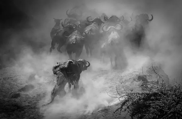 '¿El último baile?' del fotógrafo alemán Jens Cullmann, ganador de la categoría de "Mamíferos". Era plena estación seca en el Parque Nacional de Mana Pools (Zimbabue). Los días eran calurosos y polvorientos, y el agua era un bien escaso en la parte sur del parque. Uno de los últimos puntos de agua disponibles era Chitake Springs. Sin embargo, los manantiales están situados en un desfiladero y forman parte del territorio de una gran manada de leones especializada en depredar los rebaños de búfalos que acuden a saciar su sed. Entre el polvo levantado cuando los búfalos huyeron del desfiladero tras beber, el león aprovechó su oportunidad... '¿El último baile?' del fotógrafo alemán Jens Cullmann, ganador de la categoría de "Mamíferos". Era plena estación seca en el Parque Nacional de Mana Pools (Zimbabue). Los días eran calurosos y polvorientos, y el agua era un bien escaso en la parte sur del parque. Uno de los últimos puntos de agua disponibles era Chitake Springs. Sin embargo, los manantiales están situados en un desfiladero y forman parte del territorio de una gran manada de leones especializada en depredar los rebaños de búfalos que acuden a saciar su sed. Entre el polvo levantado cuando los búfalos huyeron del desfiladero tras beber, el león aprovechó su oportunidad... - Sputnik Mundo