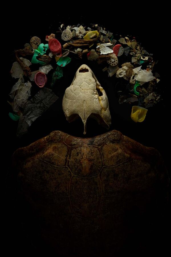 Imagen &#x27;Perdidos en el mar&#x27; del fotógrafo español Ángel Fitor, ganador de la categoría &#x27;Hombre y Naturaleza&#x27;. Las tortugas bobas se pasan la vida vagando sin prisa por alta mar, el hábitat más vasto del Planeta, en busca de cualquier cosa comestible a la deriva en las corrientes. Llevan más de cien millones de años vagando por el mar, soportando y adaptándose a los cambios planetarios a escala geológica. Pero de repente, hace menos de cien años, el plástico entró en su menú. Simplemente, el plástico no debería estar ahí, y no estaban preparadas para distinguirlo en la comida. - Sputnik Mundo