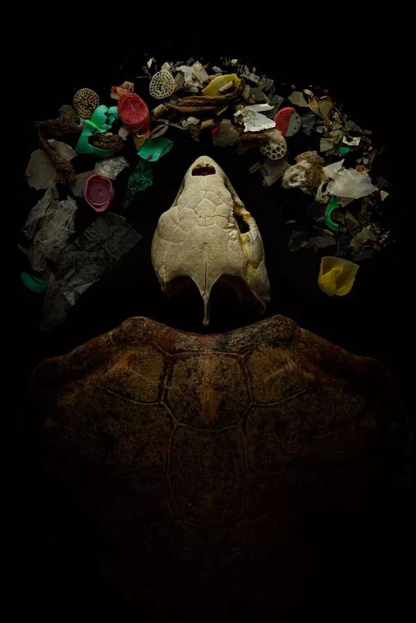 Imagen 'Perdidos en el mar' del fotógrafo español Ángel Fitor, ganador de la categoría 'Hombre y Naturaleza'. Las tortugas bobas se pasan la vida vagando sin prisa por alta mar, el hábitat más vasto del Planeta, en busca de cualquier cosa comestible a la deriva en las corrientes. Llevan más de cien millones de años vagando por el mar, soportando y adaptándose a los cambios planetarios a escala geológica. Pero de repente, hace menos de cien años, el plástico entró en su menú. Simplemente, el plástico no debería estar ahí, y no estaban preparadas para distinguirlo en la comida. Imagen 'Perdidos en el mar' del fotógrafo español Ángel Fitor, ganador de la categoría 'Hombre y Naturaleza'. Las tortugas bobas se pasan la vida vagando sin prisa por alta mar, el hábitat más vasto del Planeta, en busca de cualquier cosa comestible a la deriva en las corrientes. Llevan más de cien millones de años vagando por el mar, soportando y adaptándose a los cambios planetarios a escala geológica. Pero de repente, hace menos de cien años, el plástico entró en su menú. Simplemente, el plástico no debería estar ahí, y no estaban preparadas para distinguirlo en la comida. - Sputnik Mundo