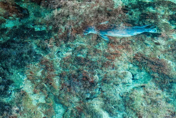 Fotografía 'Secreto del Mediterráneo' del fotógrafo italiano Bruno D'Amicis, ganador de la categoría 'Estudio de la Naturaleza'. Una foca monje del Mediterráneo (Monachus monachus) se desliza sin esfuerzo en las aguas poco profundas cerca de la entrada de su cueva de descanso en Grecia. Con solo 600 a 700 ejemplares, la foca monje del Mediterráneo es una de las especies de mamíferos más amenazadas del mundo. Fotografía 'Secreto del Mediterráneo' del fotógrafo italiano Bruno D'Amicis, ganador de la categoría 'Estudio de la Naturaleza'. Una foca monje del Mediterráneo (Monachus monachus) se desliza sin esfuerzo en las aguas poco profundas cerca de la entrada de su cueva de descanso en Grecia. Con solo 600 a 700 ejemplares, la foca monje del Mediterráneo es una de las especies de mamíferos más amenazadas del mundo. - Sputnik Mundo