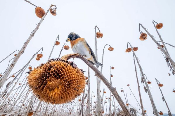 Una imagen de la serie &#x27;Paraíso de girasoles&#x27; del fotógrafo polaco Mateusz Piesiak, ganador del Premio Fritz Pölking en la categoría &quot;Junior&quot;. - Sputnik Mundo