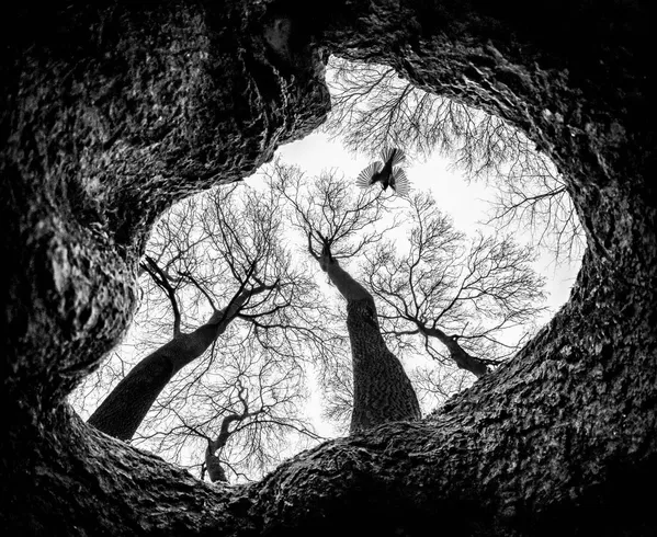 Imagen 'Un pájaro en el bosque' del fotógrafo húngaro Csaba Daróczi, ganador de la categoría 'Aves'. Imagen 'Un pájaro en el bosque' del fotógrafo húngaro Csaba Daróczi, ganador de la categoría 'Aves'. - Sputnik Mundo