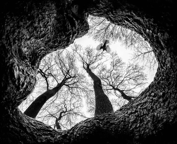 Imagen &#x27;Un pájaro en el bosque&#x27; del fotógrafo húngaro Csaba Daróczi, ganador de la categoría &#x27;Aves&#x27;. - Sputnik Mundo