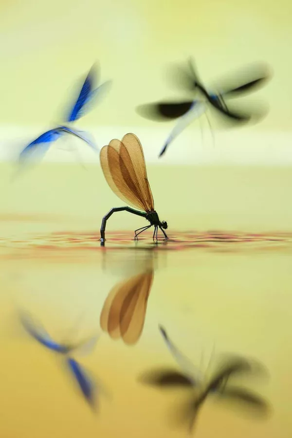 Imagen 'Un Ballet acuático' del fotógrafo esloveno Marjan Artnak, ganador de la categoría "Otros animales". La bella demoiselle (Calopterix virgo) es una especie de libélula que solo se encuentra en hábitats con aguas limpias y corrientes. El macho identifica los lugares adecuados para anidar dentro de su territorio, normalmente en trozos de madera y vegetación parcialmente sumergidos. Tras el apareamiento, la hembra desciende parcialmente al agua para poner los huevos mientras su pareja ahuyenta a los machos que se acercan. El macho territorial solo tolera la presencia de otras hembras con las que se haya apareado, un esfuerzo inmenso para una criatura tan pequeña. Imagen 'Un Ballet acuático' del fotógrafo esloveno Marjan Artnak, ganador de la categoría "Otros animales". La bella demoiselle (Calopterix virgo) es una especie de libélula que solo se encuentra en hábitats con aguas limpias y corrientes. El macho identifica los lugares adecuados para anidar dentro de su territorio, normalmente en trozos de madera y vegetación parcialmente sumergidos. Tras el apareamiento, la hembra desciende parcialmente al agua para poner los huevos mientras su pareja ahuyenta a los machos que se acercan. El macho territorial solo tolera la presencia de otras hembras con las que se haya apareado, un esfuerzo inmenso para una criatura tan pequeña. - Sputnik Mundo