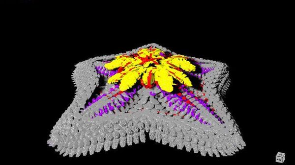 Estrella de mar - Sputnik Mundo