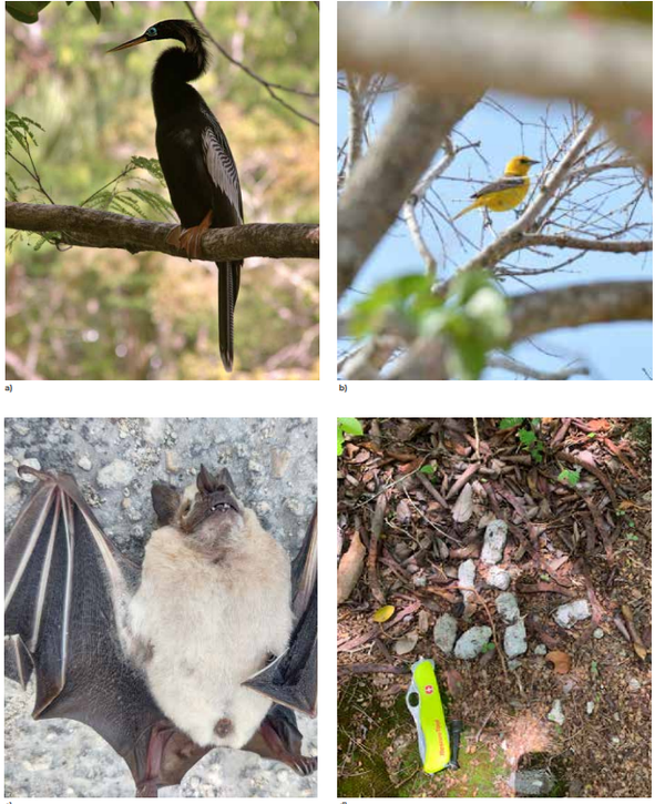 Fauna registrada en el área cercana a la mina Calica: Aninga americana, calandria dorso negro menor, 
murciélago frutero y excretas de jaguar.
 - Sputnik Mundo