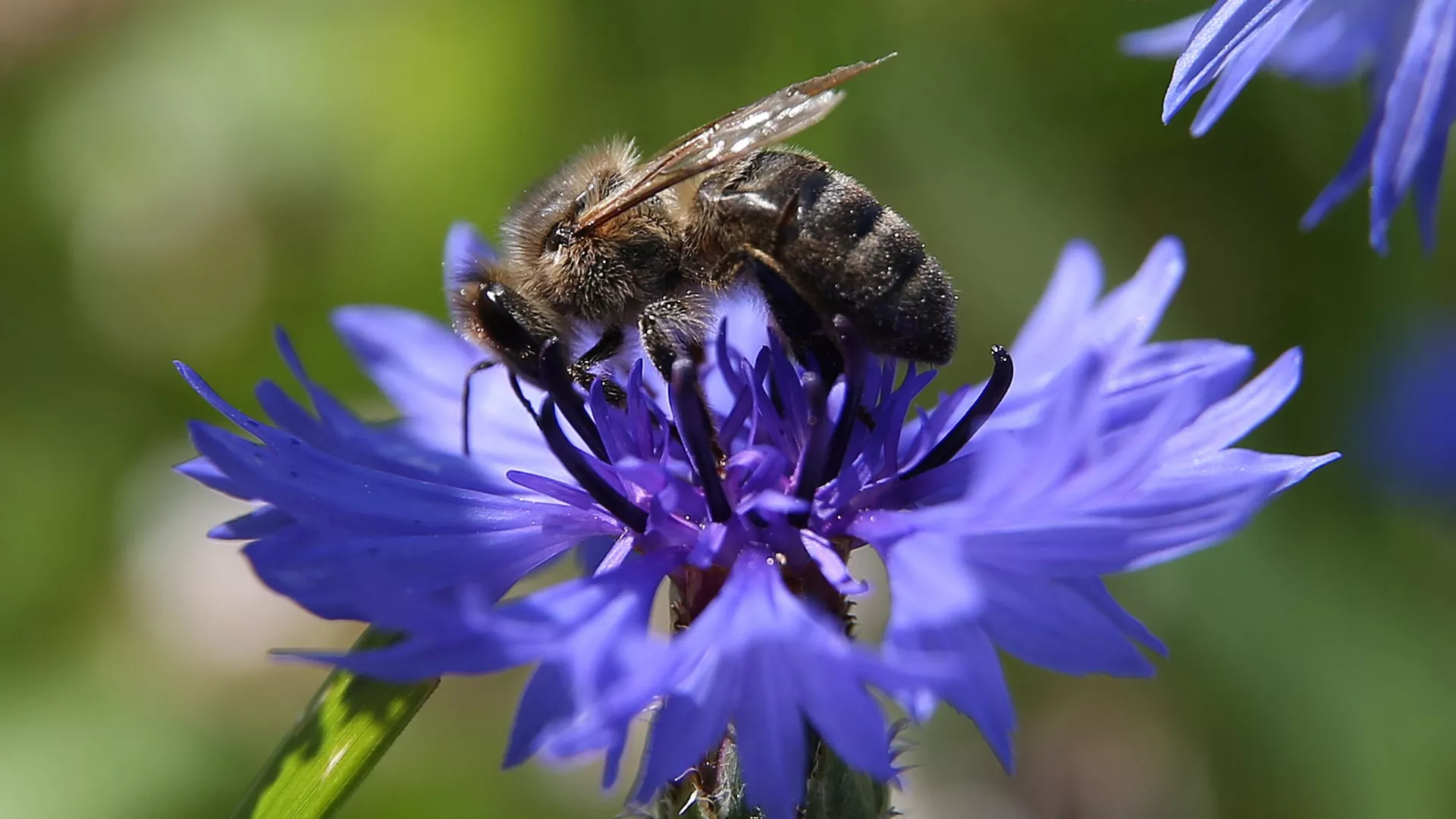 Una abeja recoge néctar en las flores Una abeja recoge néctar en las flores