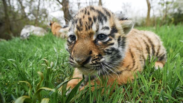 Un cachorro de tigre - Sputnik Mundo