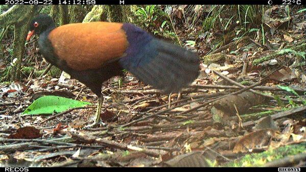 Se creía que la paloma faisán de cuello negro (Otidiphaps nobilis insularis) había desaparecido hace más de cien años. En septiembre de 2022, una expedición de la Universidad Cornell confirmó su existencia al fotografiarla en la isla de Fergusson, en Papúa Nueva Guinea. - Sputnik Mundo