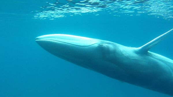 Balaenoptera omurai, una especie de cetáceo misticeto de la familia Balaenopteridae, fue identificada como especie separada en 2003 basándose en el estudio de esqueletos de colecciones de museos. Sin embargo, en octubre de 2015, un equipo de investigadores internacionales descubrió un gran grupo de estas criaturas vivas frente a las costas de Madagascar. - Sputnik Mundo