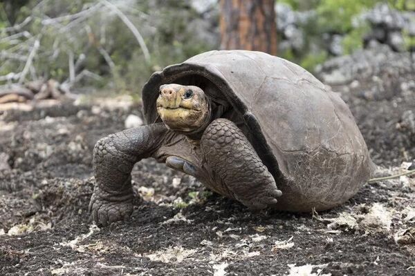 En verano de 2022, un equipo de científicos descubrió en la isla Fernandina, al oeste del archipiélago de las Galápagos, una &quot;fantástica tortuga gigante&quot; perteneciente a la especie Chelonoidis phantasticus, que se creía extinguida hace 100 años. La tortuga recibió el nombre de Fernanda en honor a su tierra natal. - Sputnik Mundo