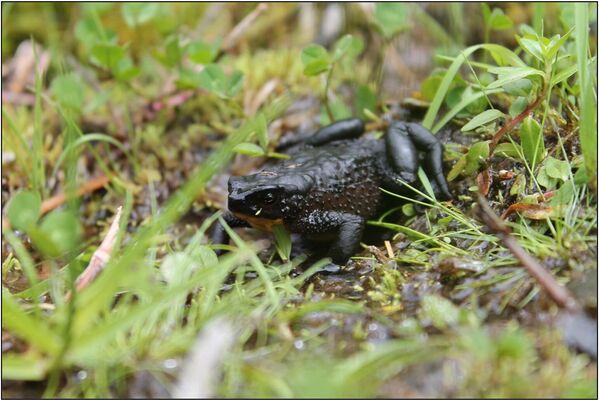 Atelopus ignescens, el jambato negro, es endémico de Ecuador. Esta especie, antaño abundante, se creía extinguida hasta su redescubrimiento en 2016. - Sputnik Mundo